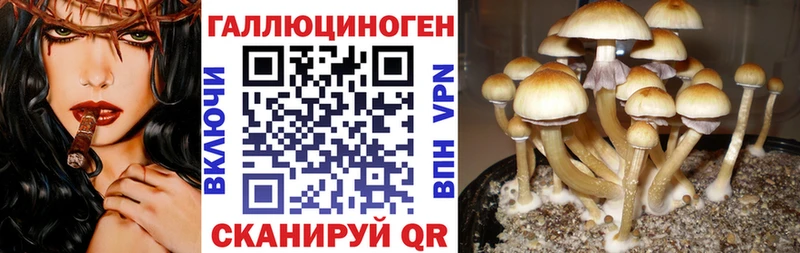Псилоцибиновые грибы мицелий  Стародуб 