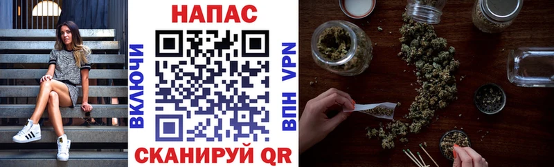 Канабис сатива Стародуб
